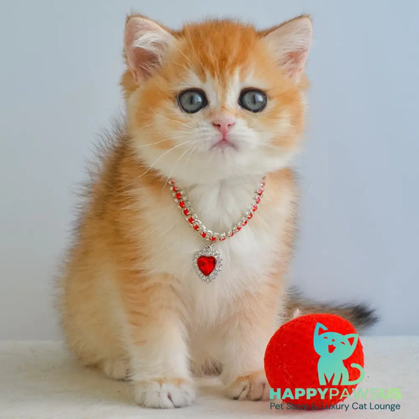Isabelle British Shorthair female black golden chinchilla - live animals