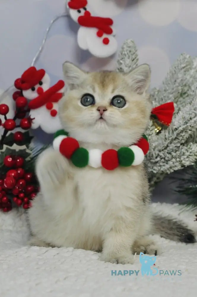 Isabelle British Shorthair female black golden ticked tabby live animals