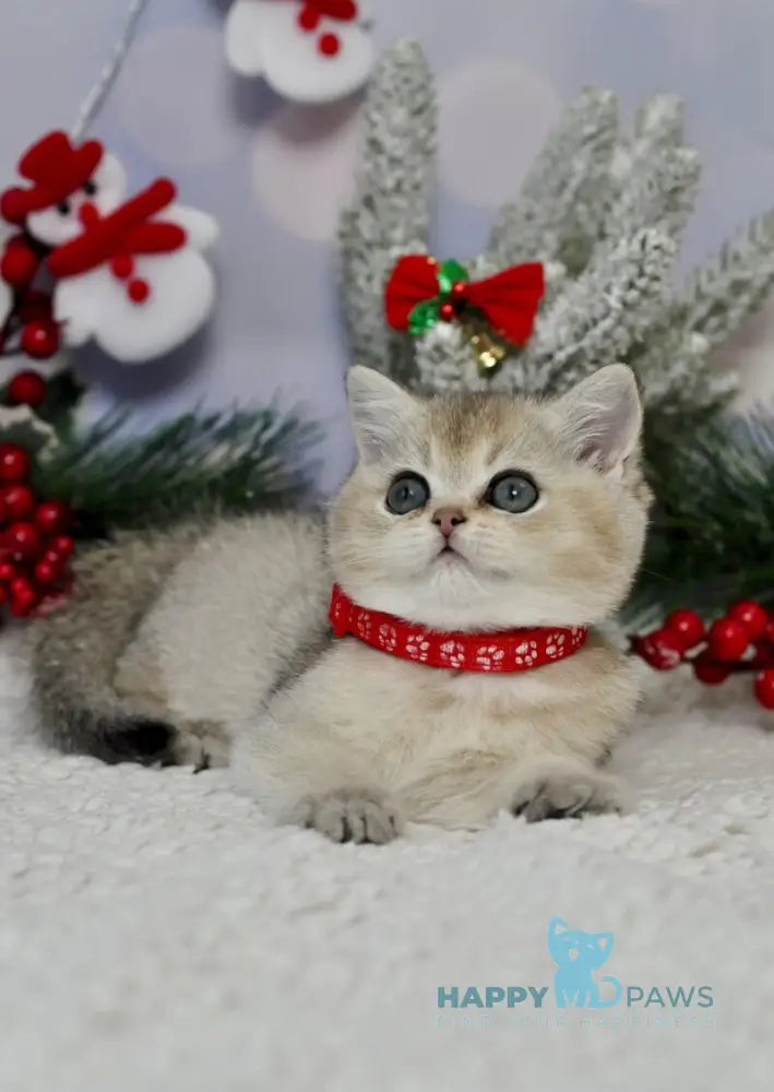 Isabelle British Shorthair female black golden ticked tabby live animals