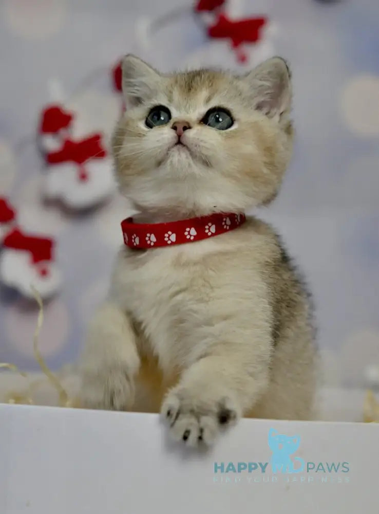 Isabelle British Shorthair female black golden ticked tabby live animals