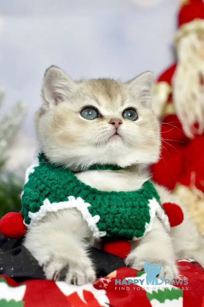 Isabelle British Shorthair female black golden ticked tabby live animals