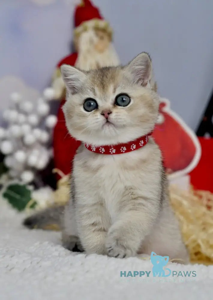 Isabelle British Shorthair female black golden ticked tabby live animals