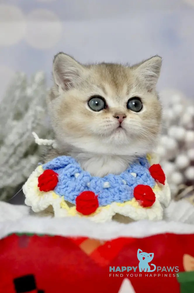 Isabelle British Shorthair female black golden ticked tabby live animals