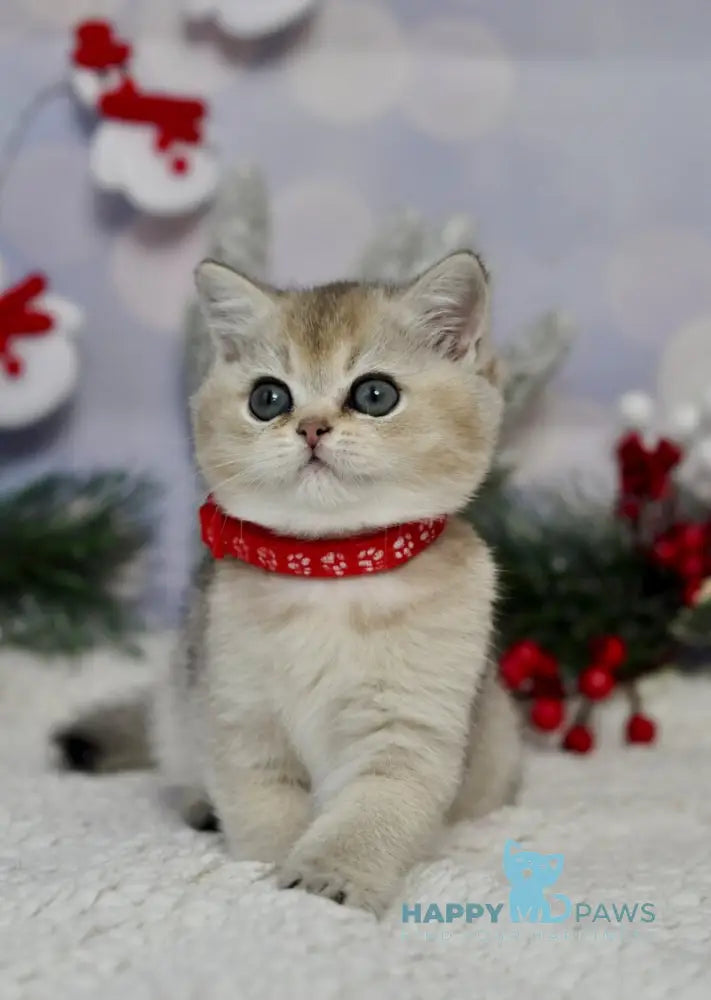 Isabelle British Shorthair female black golden ticked tabby live animals