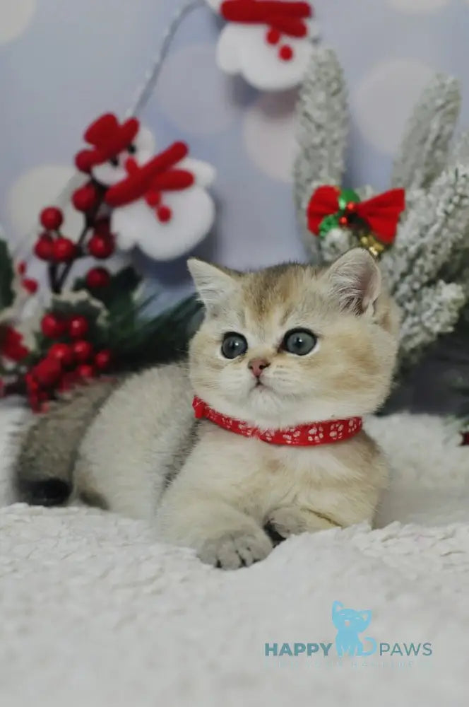 Isabelle British Shorthair female black golden ticked tabby live animals