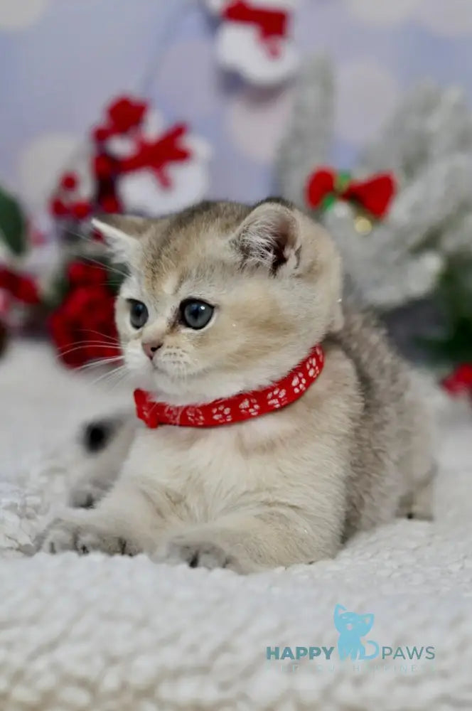 Isabelle British Shorthair female black golden ticked tabby live animals