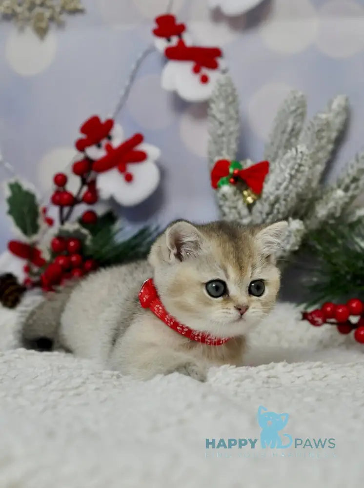 Isabelle British Shorthair female black golden ticked tabby live animals