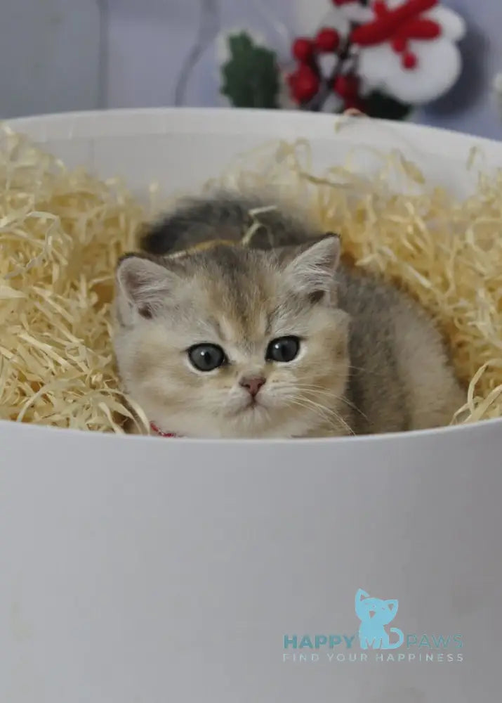 Isabelle British Shorthair female black golden ticked tabby live animals