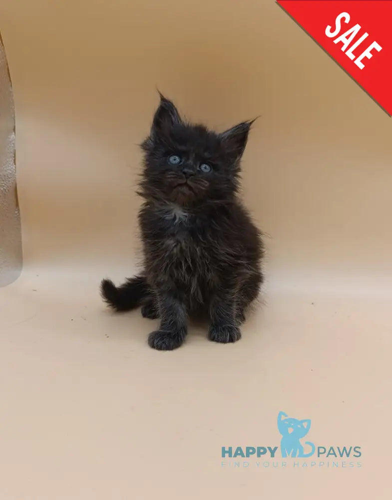 Isabelle Maine Coon female black silver live animals