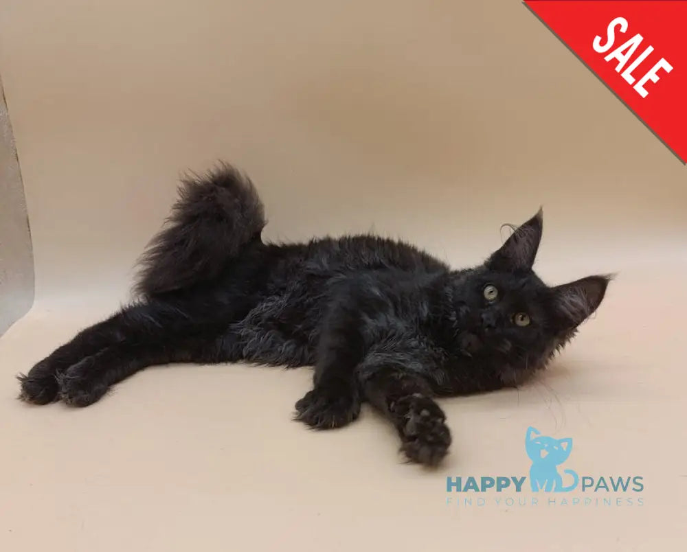 Isabelle Maine Coon female black silver - live animals