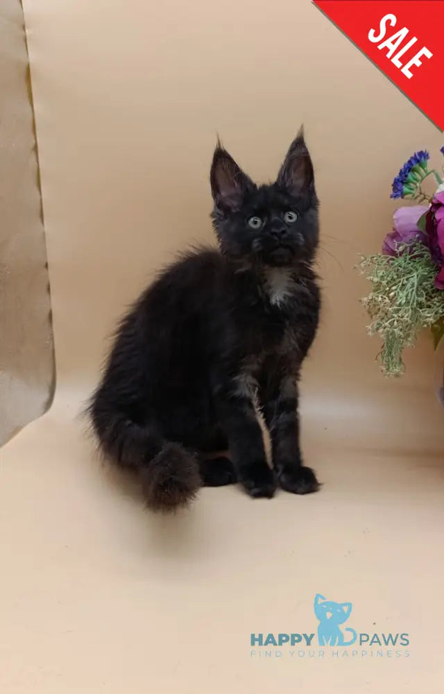 Isabelle Maine Coon female black silver - live animals