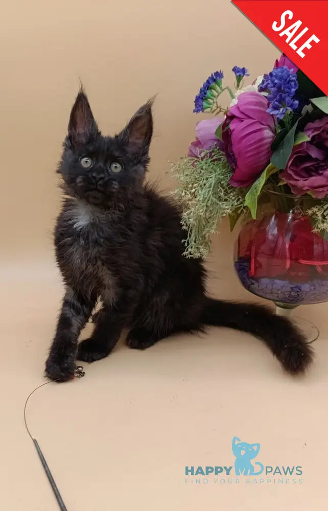 Isabelle Maine Coon female black silver - live animals