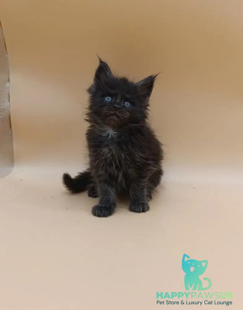Isabelle Maine Coon female black silver live animals