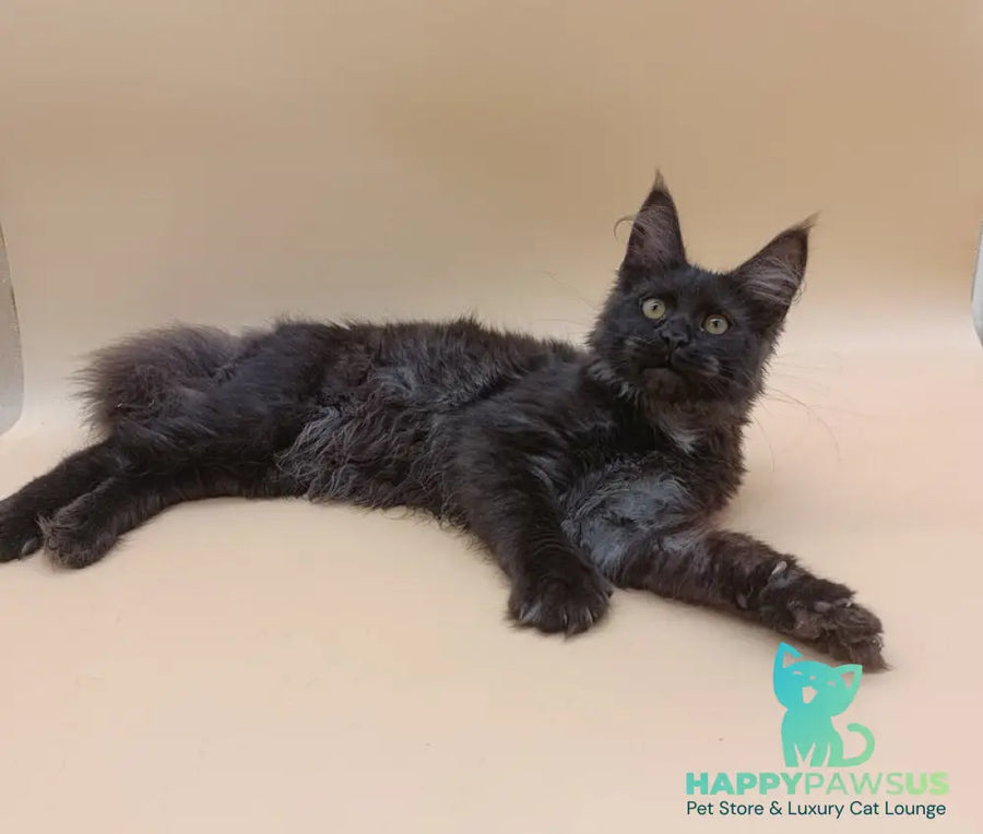 Isabelle Maine Coon female black silver - live animals