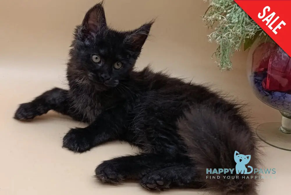 Isabelle Maine Coon female black silver - live animals