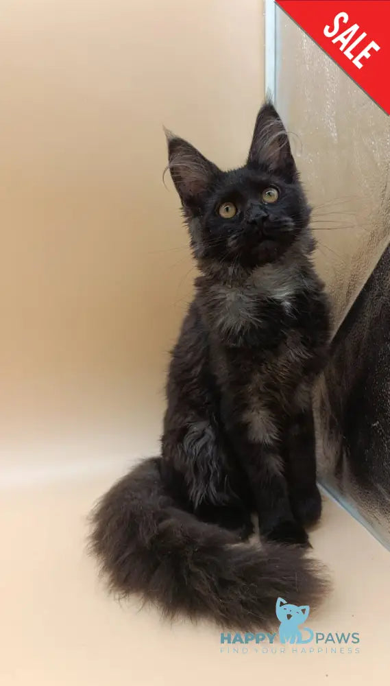 Isabelle Maine Coon female black silver - live animals