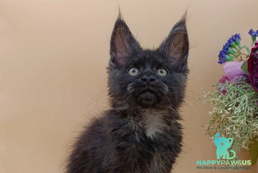 Isabelle Maine Coon female black silver - live animals