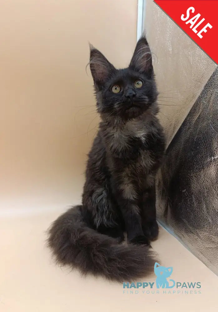 Isabelle Maine Coon female black silver - live animals