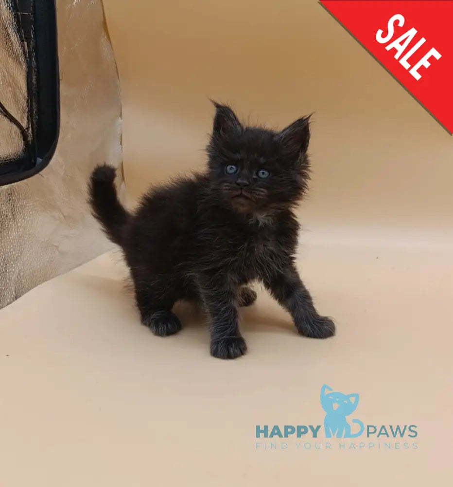 Isabelle Maine Coon female black silver live animals