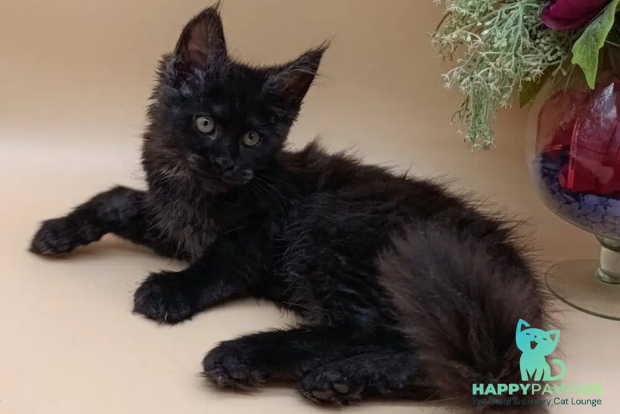 Isabelle Maine Coon female black silver - live animals