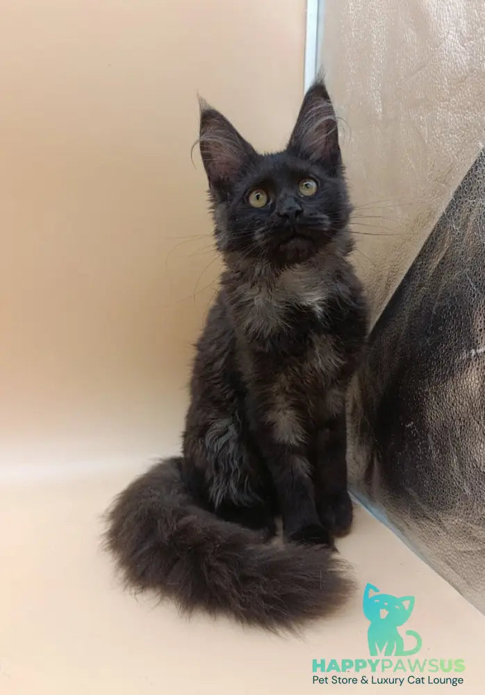 Isabelle Maine Coon female black silver - live animals