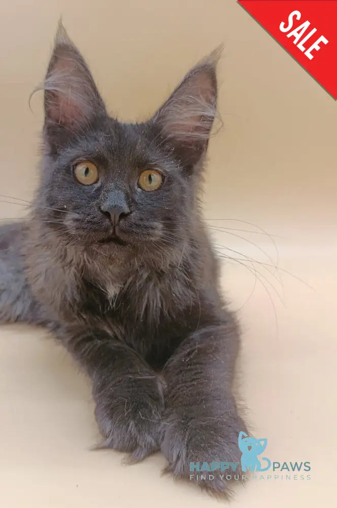 Isabelle Maine Coon female black silver - live animals