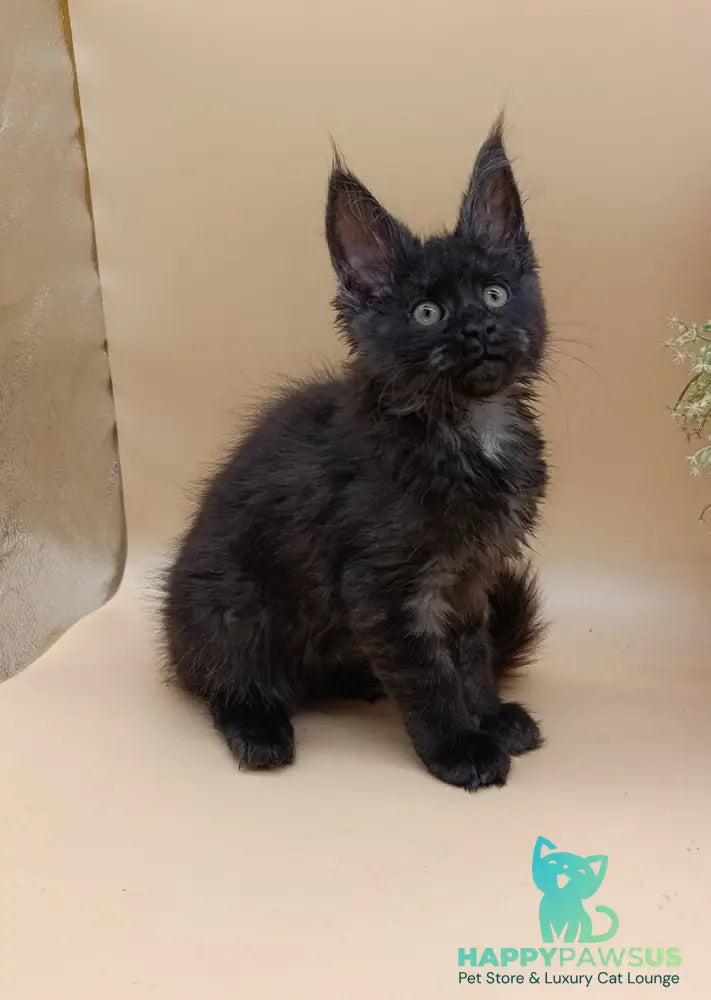 Isabelle Maine Coon female black silver - live animals