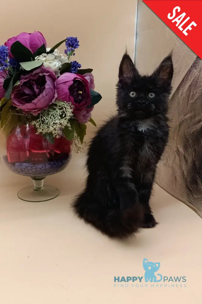 Isabelle Maine Coon female black silver - live animals