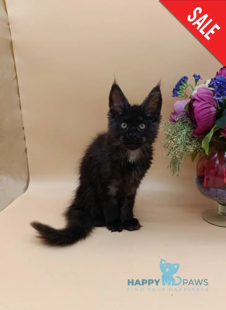 Isabelle Maine Coon female black silver - live animals