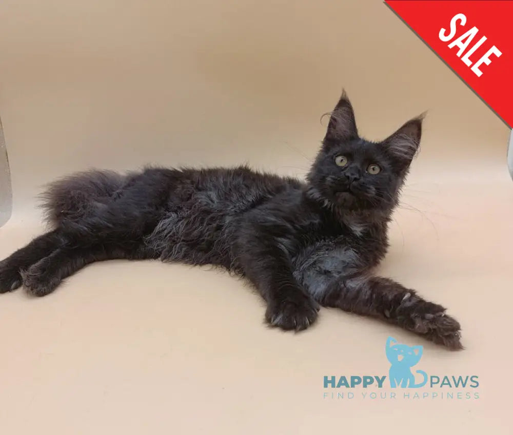 Isabelle Maine Coon female black silver - live animals