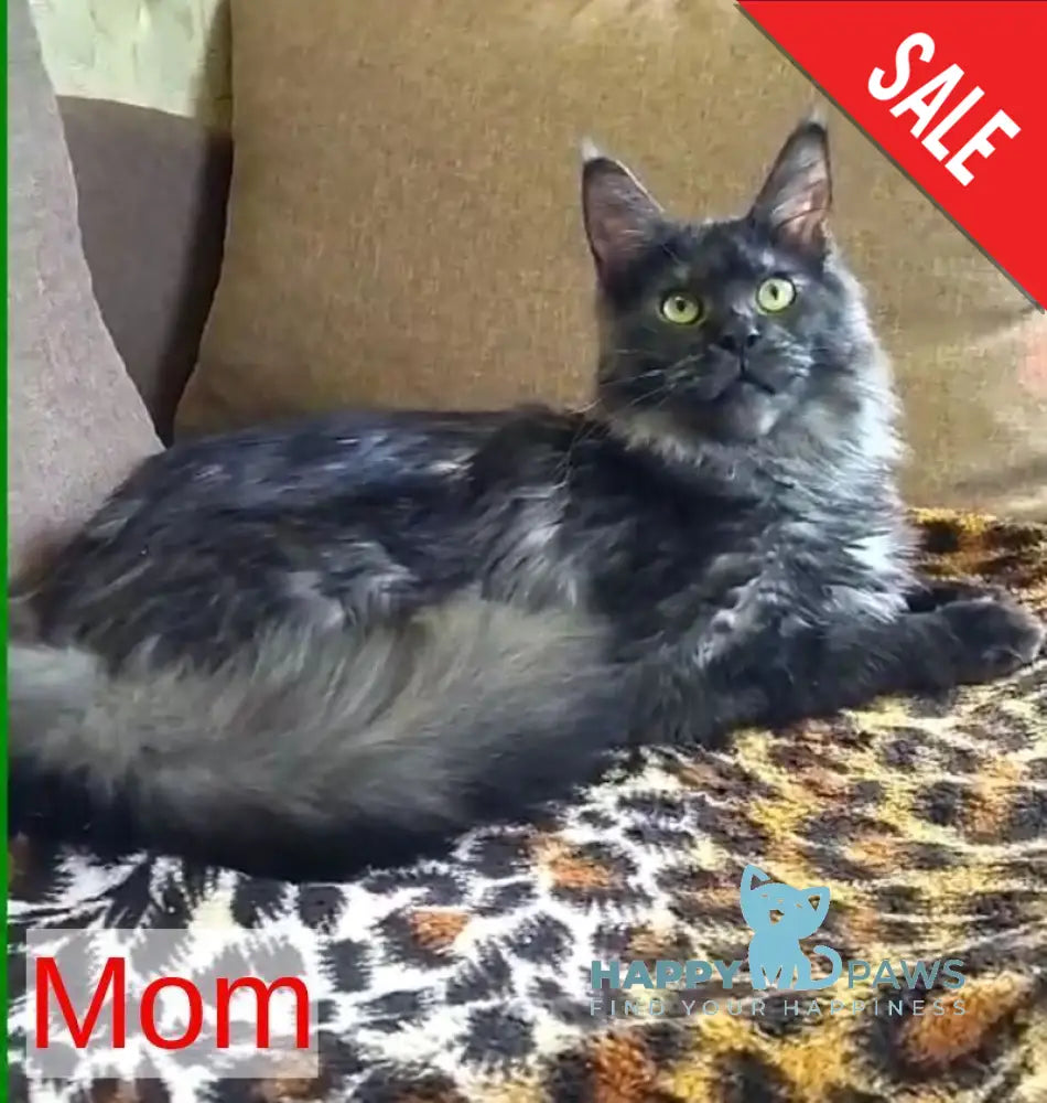 Isabelle Maine Coon female black silver live animals