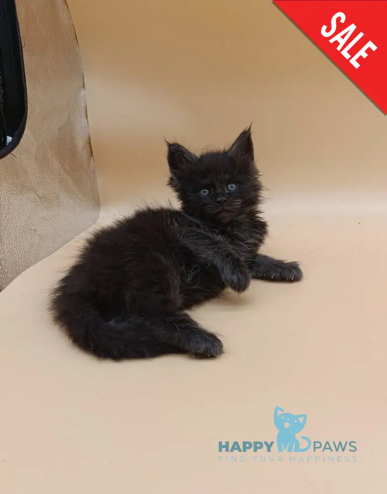 Isabelle Maine Coon female black silver live animals