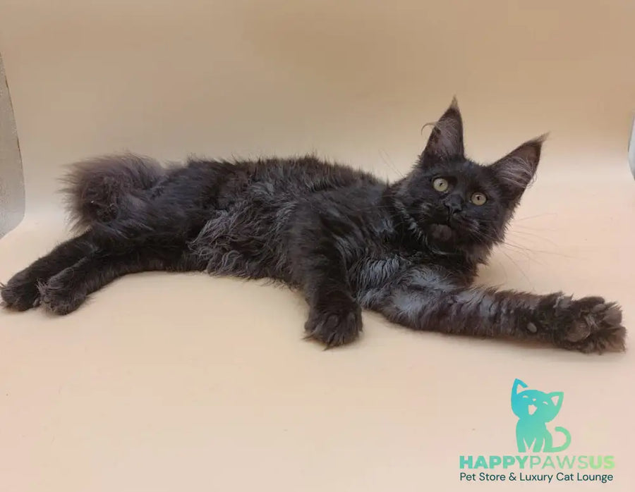 Isabelle Maine Coon female black silver - live animals