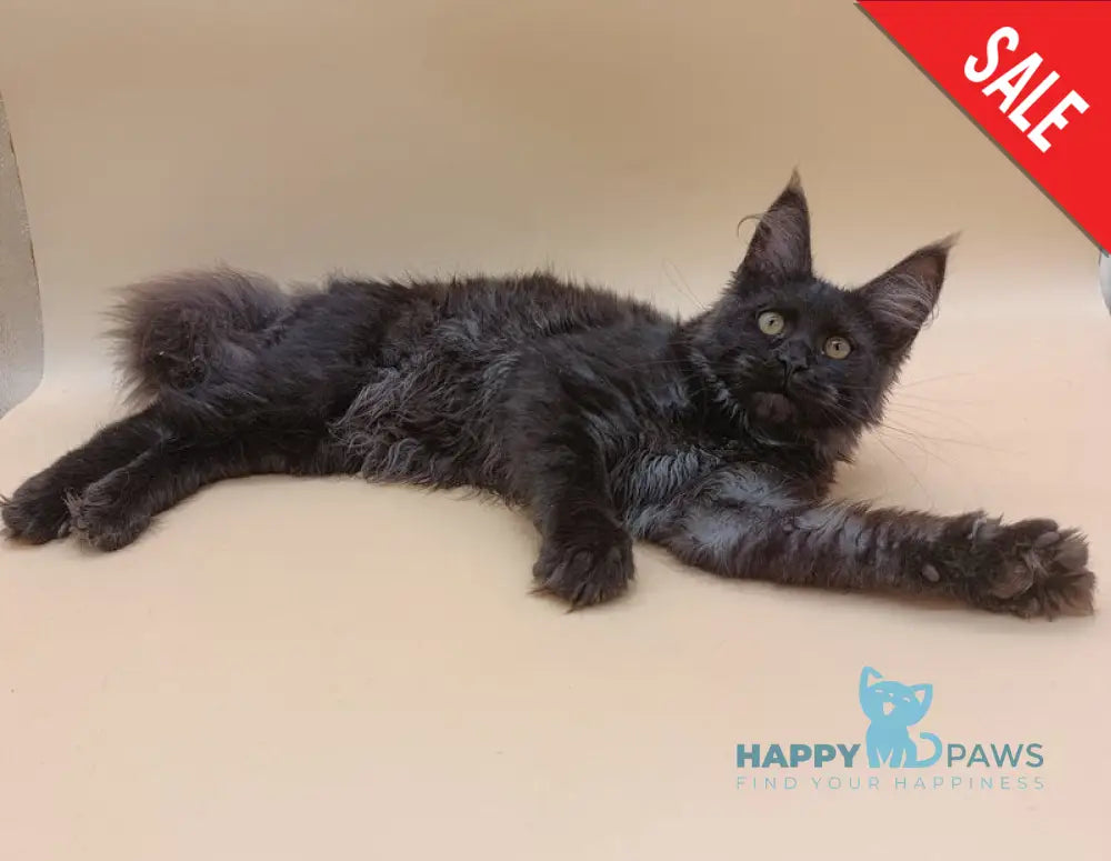 Isabelle Maine Coon female black silver - live animals