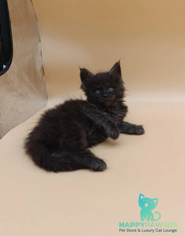 Isabelle Maine Coon female black silver live animals