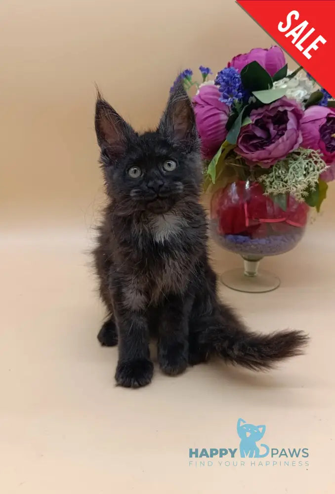 Isabelle Maine Coon female black silver - live animals
