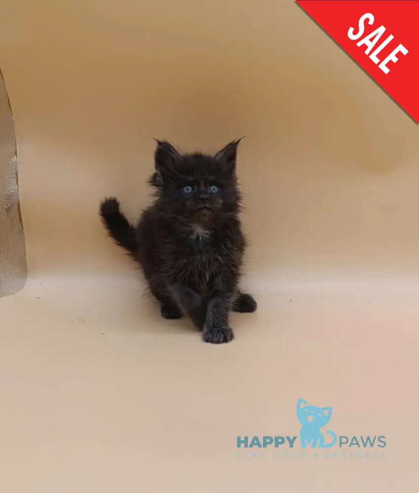 Isabelle Maine Coon female black silver live animals