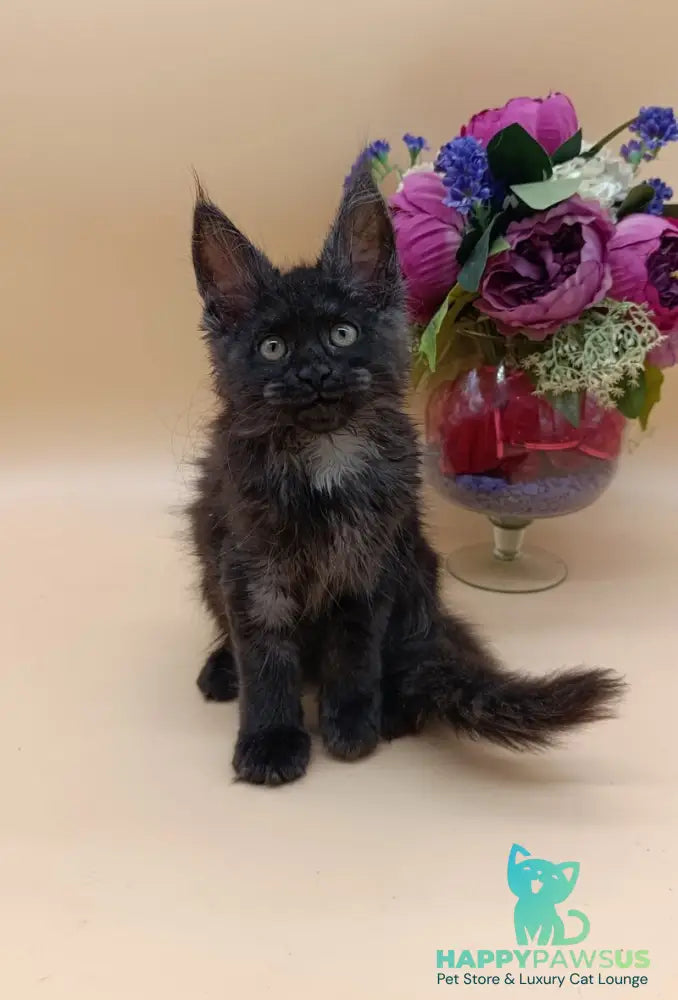 Isabelle Maine Coon female black silver - live animals