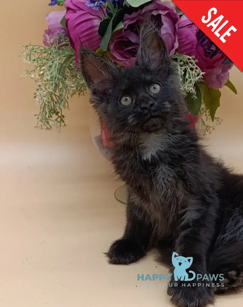 Isabelle Maine Coon female black silver - live animals