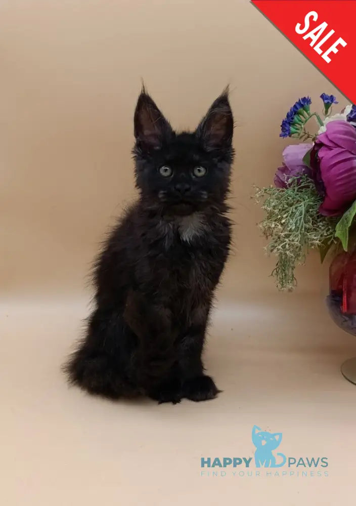 Isabelle Maine Coon female black silver - live animals