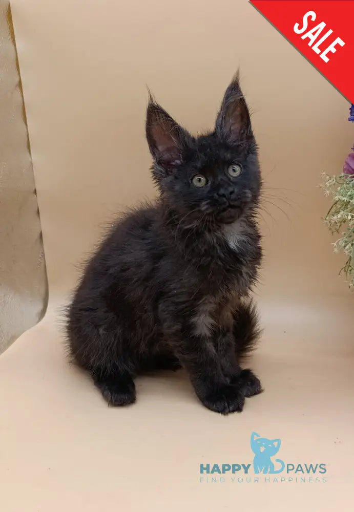 Isabelle Maine Coon female black silver - live animals