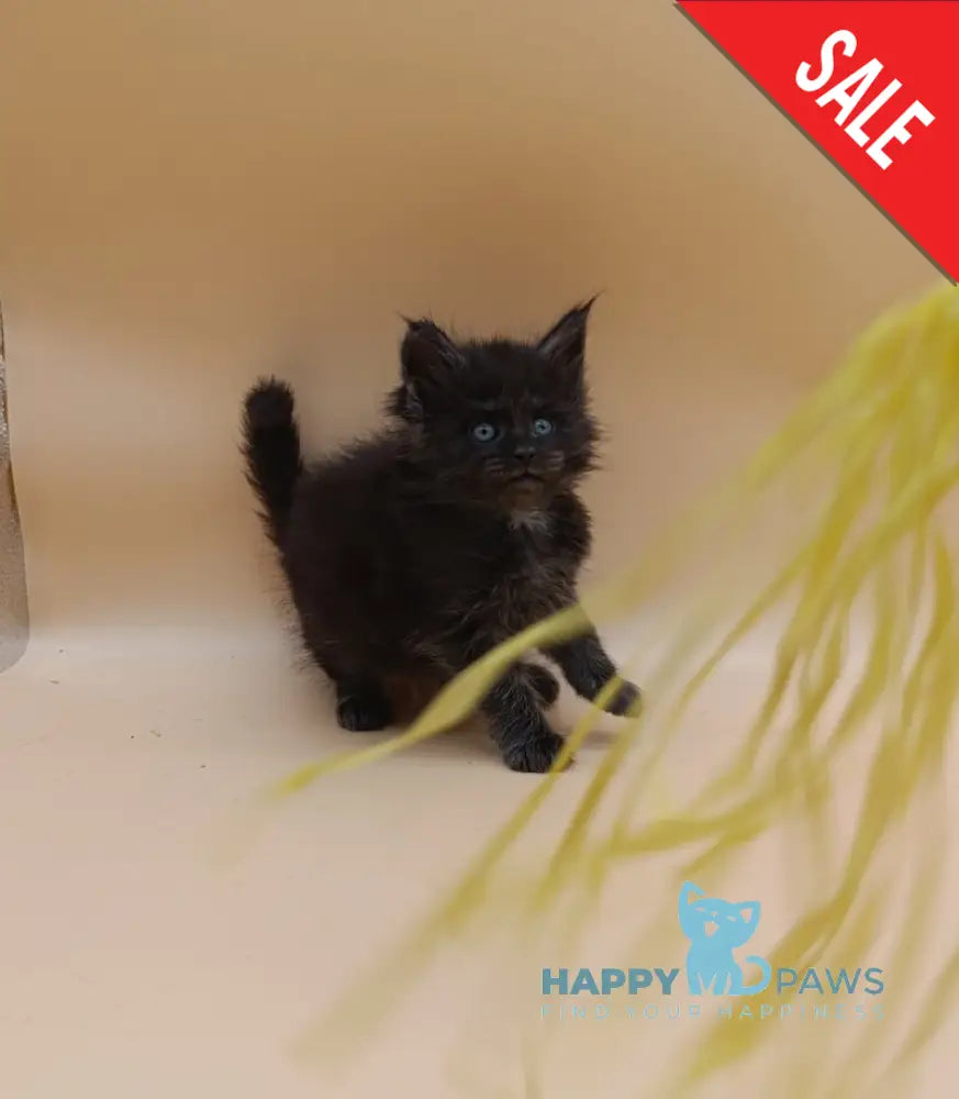 Isabelle Maine Coon female black silver live animals