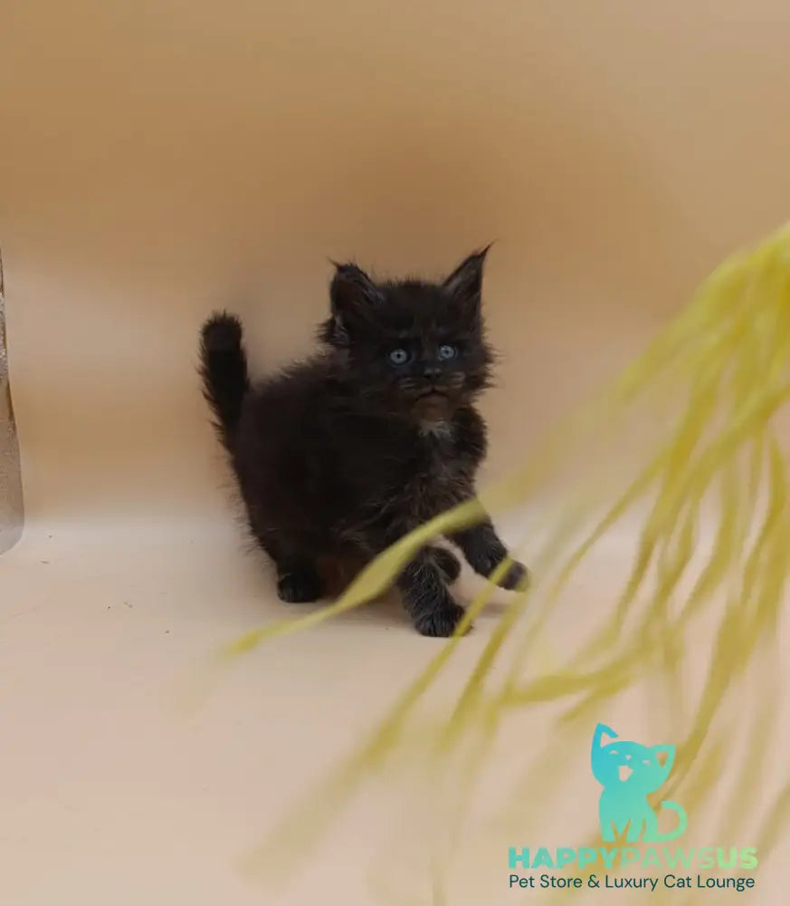 Isabelle Maine Coon female black silver live animals