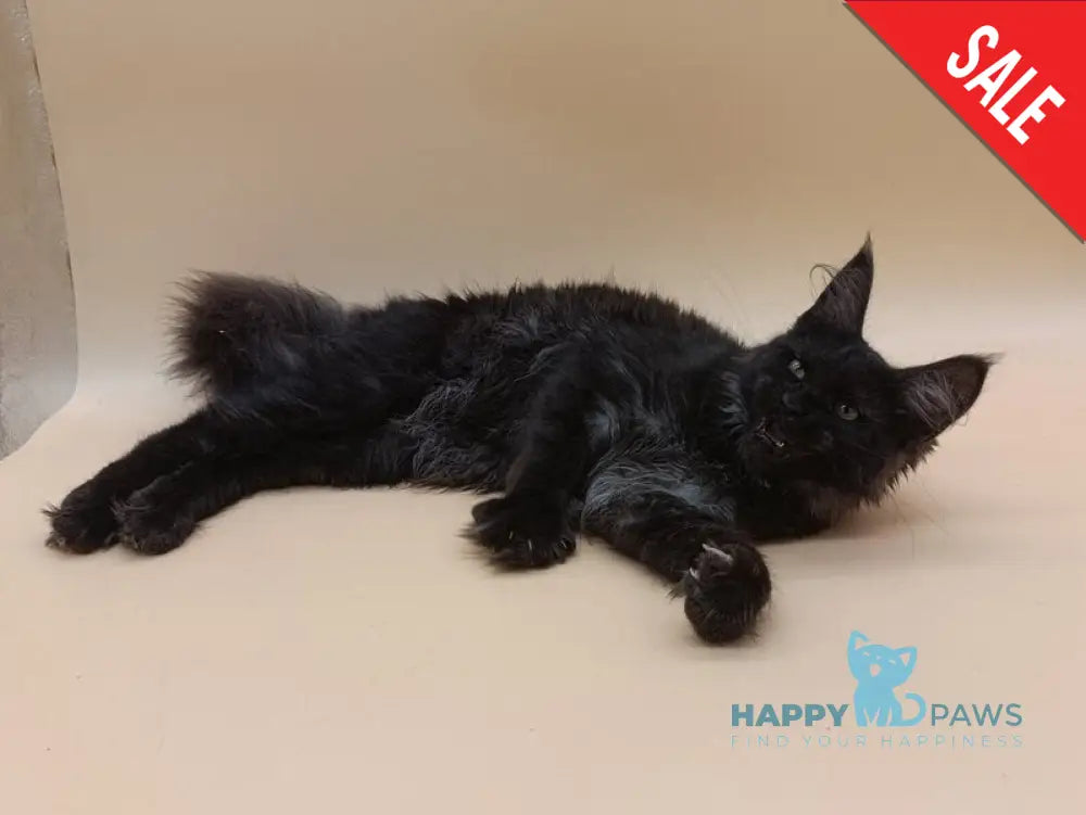 Isabelle Maine Coon female black silver - live animals