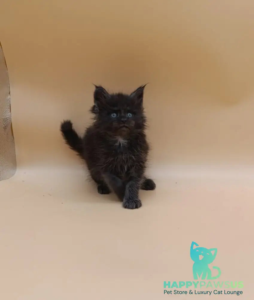 Isabelle Maine Coon female black silver live animals