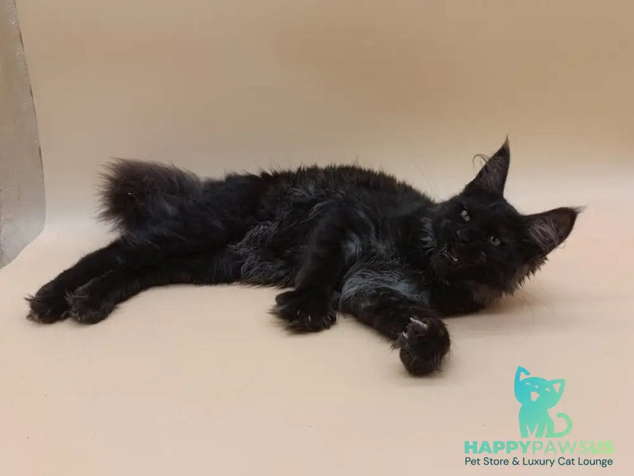 Isabelle Maine Coon female black silver - live animals