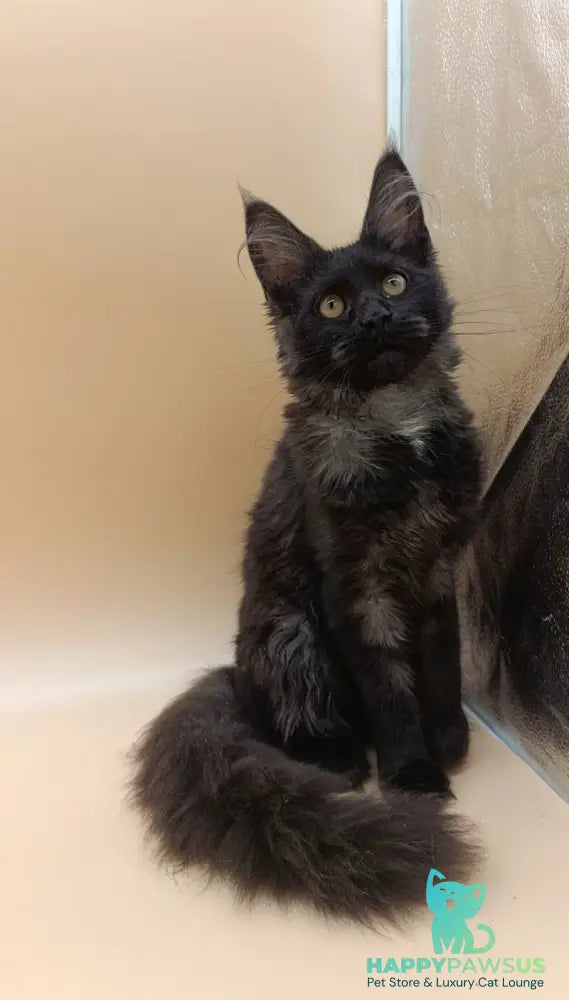 Isabelle Maine Coon female black silver - live animals