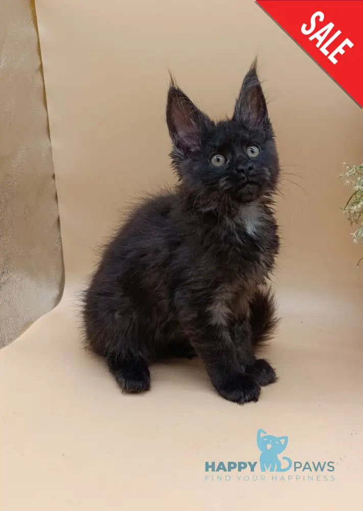 Isabelle Maine Coon female black silver - live animals