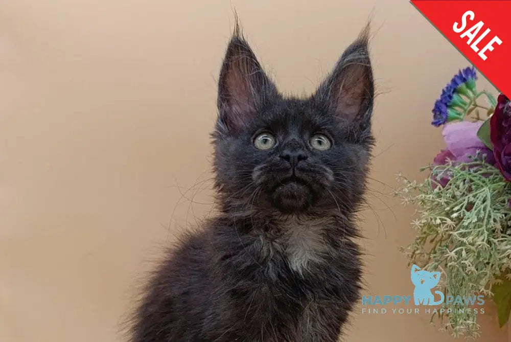 Isabelle Maine Coon female black silver - live animals