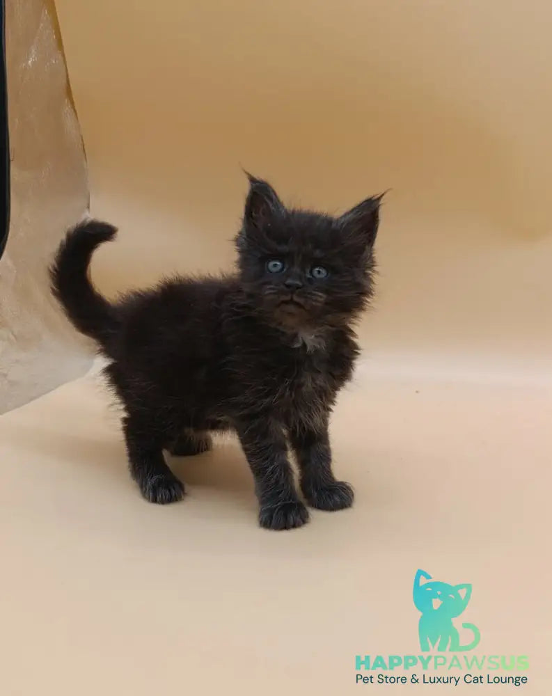 Isabelle Maine Coon female black silver live animals